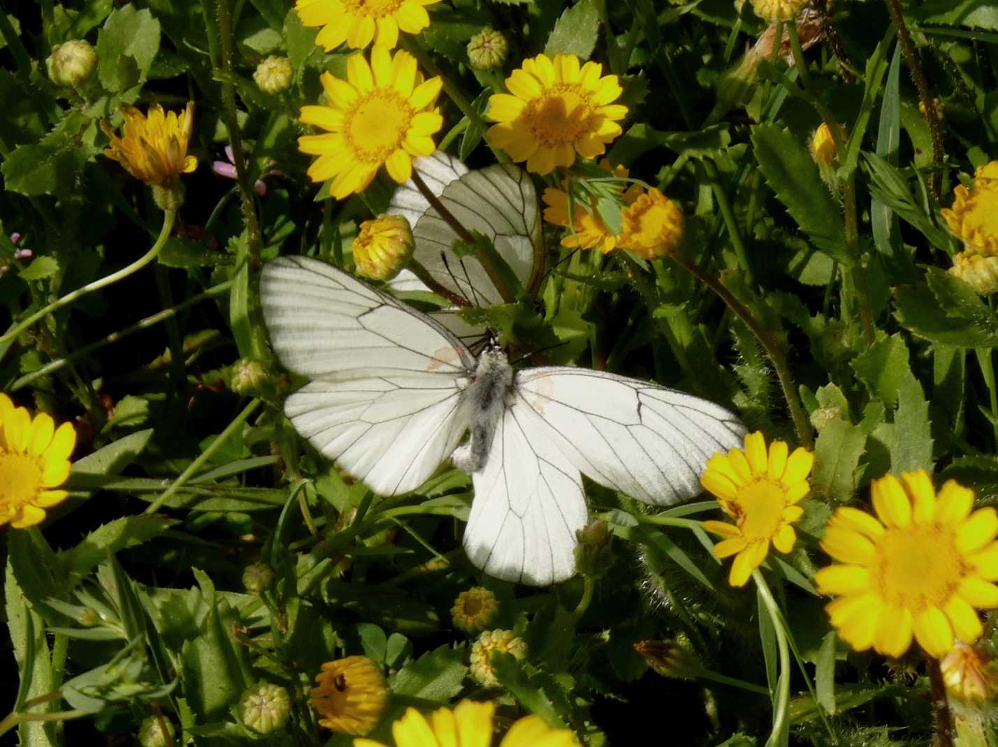 Corteggiamento di Aporia crataegi